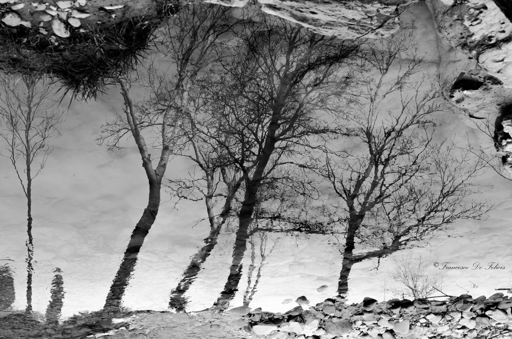 Alberi riflessi