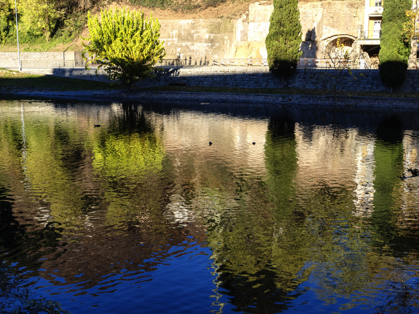 Alberi riflessi