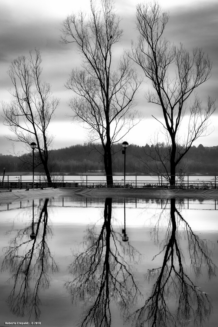 Alberi riflessi, lago di Varese