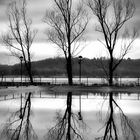 Alberi riflessi, lago di Varese