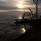 Alberi secchi sulla spiaggia