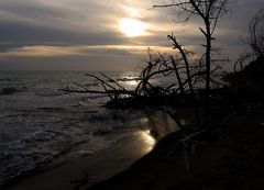 Alberi secchi sulla spiaggia