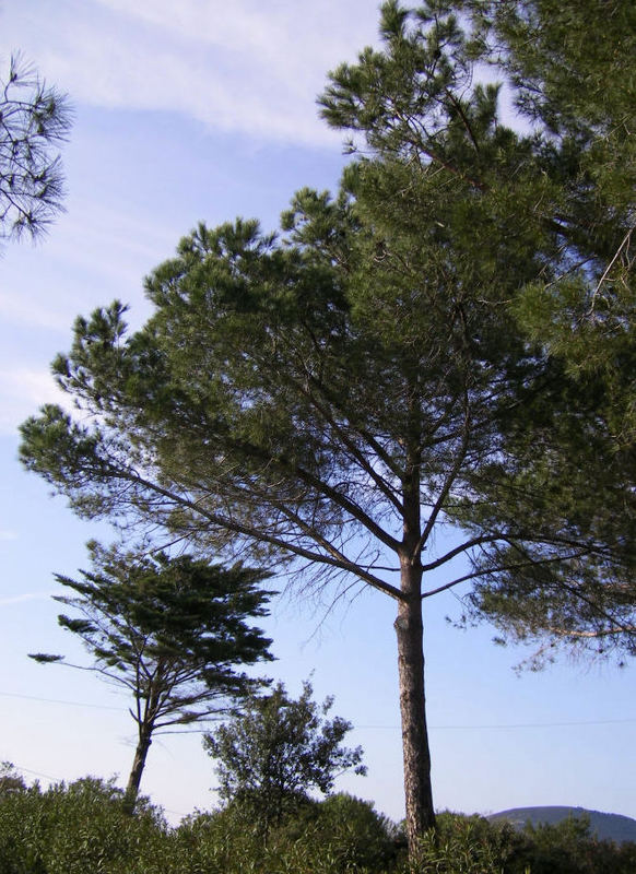 alberi si incontrano nel cielo