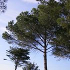 alberi si incontrano nel cielo