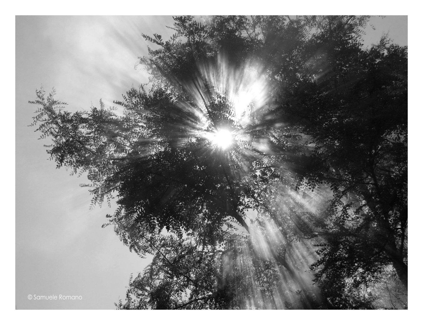 "Alberi splendenti".