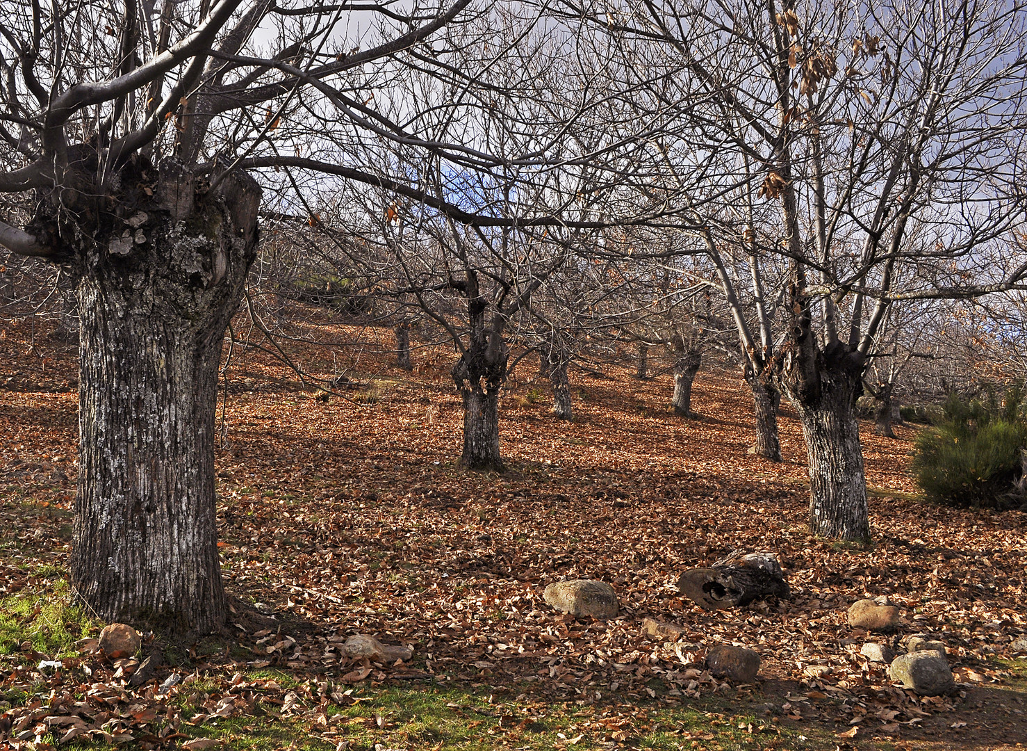 Alberi Spogli