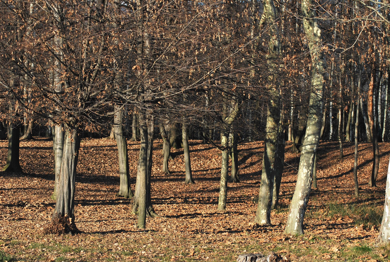 alberi spogli