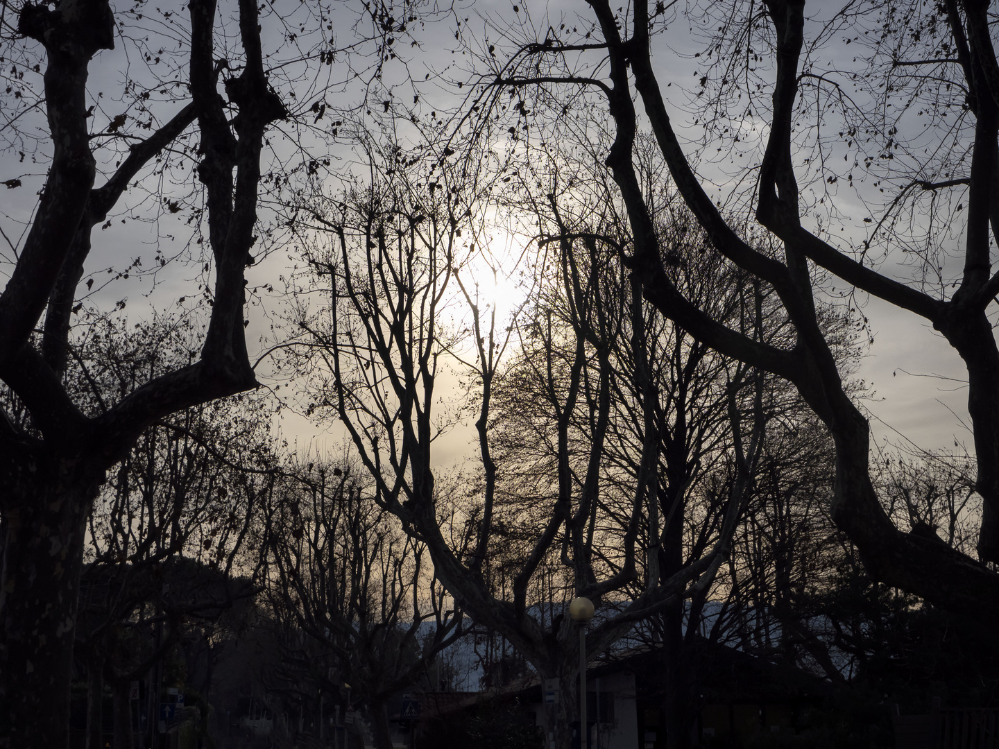 Alberi sul lungolago