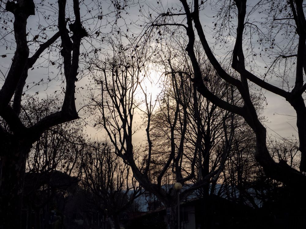 Alberi sul lungolago