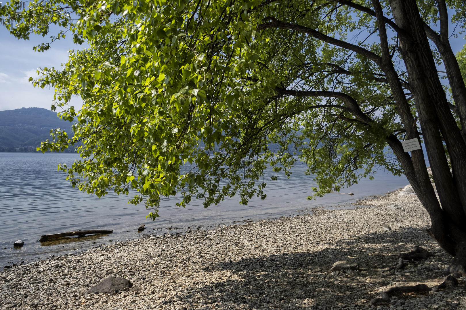 Alberi sul lungolago di Ispra