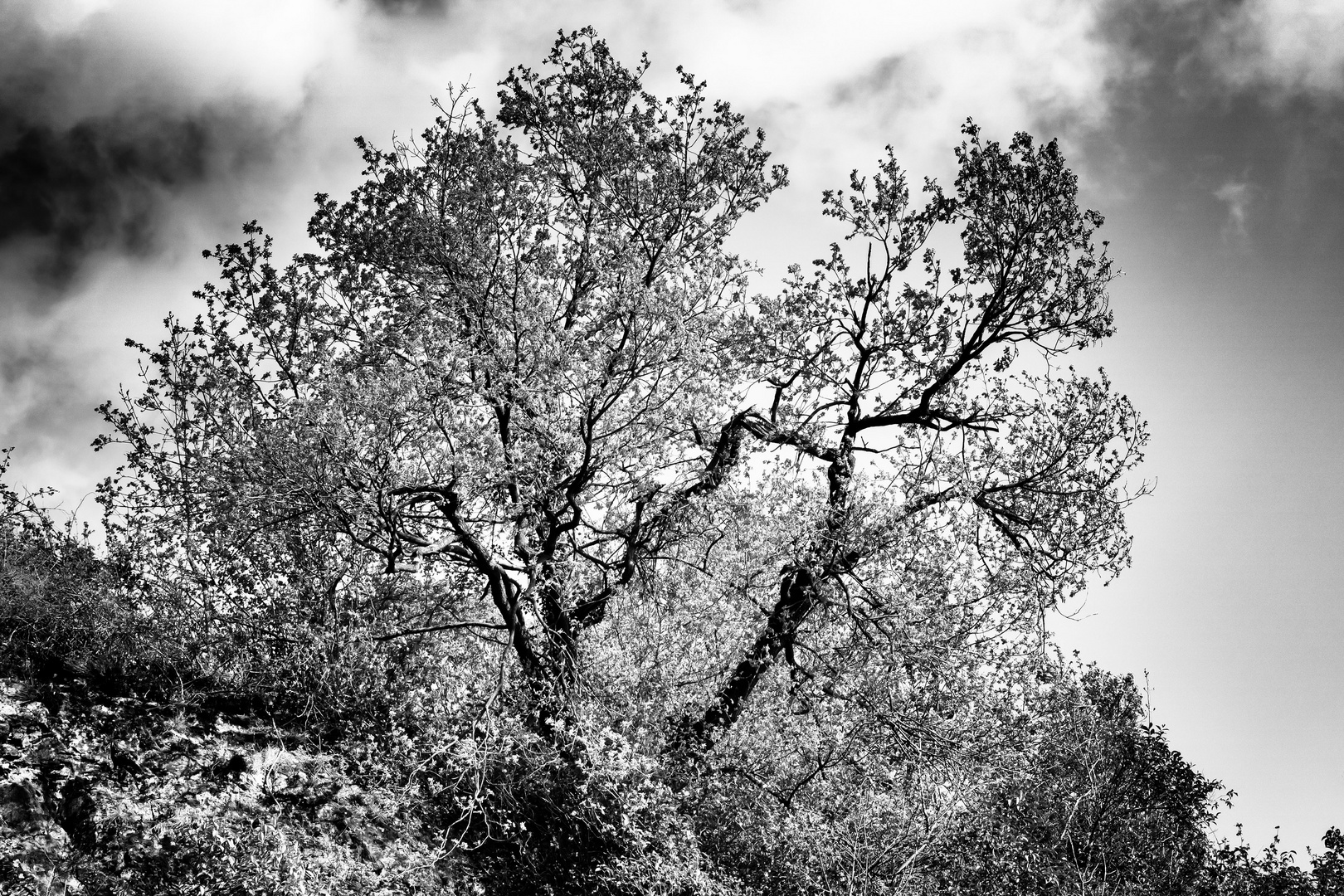 Alberi sulla rocca