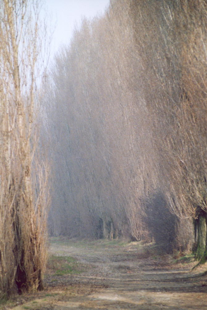 Alberi sulla strada