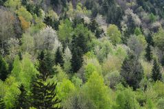 ALBERI, VERDE