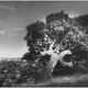 alberi