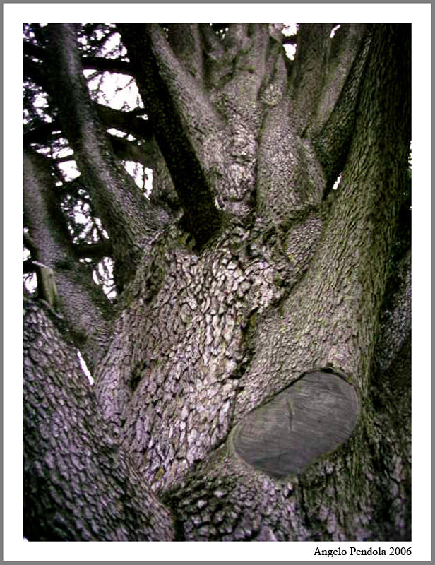 Albero a Caserta