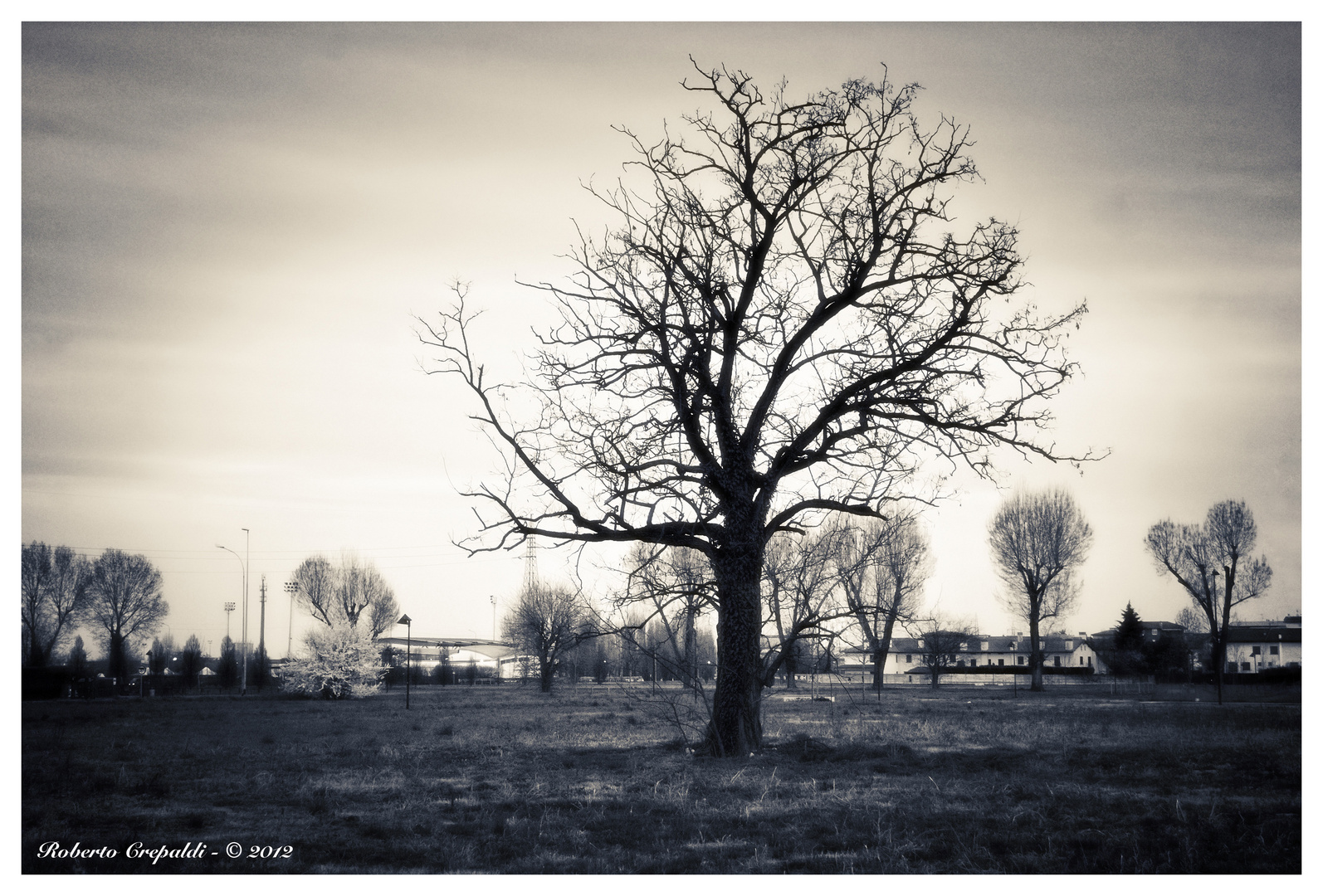 Albero a Pioltello