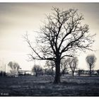 Albero a Pioltello