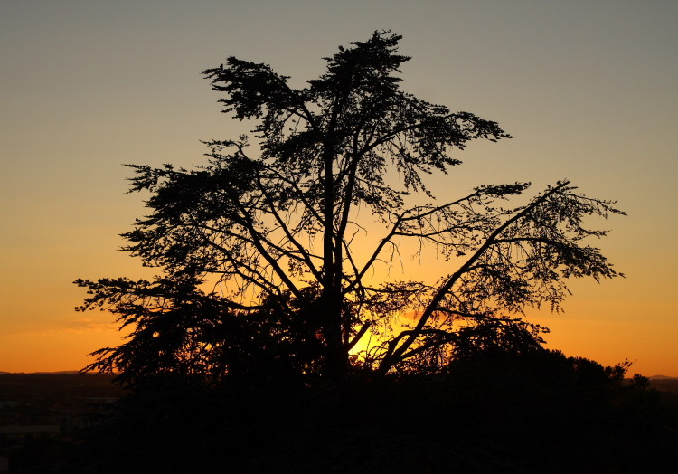 Albero al tramonto