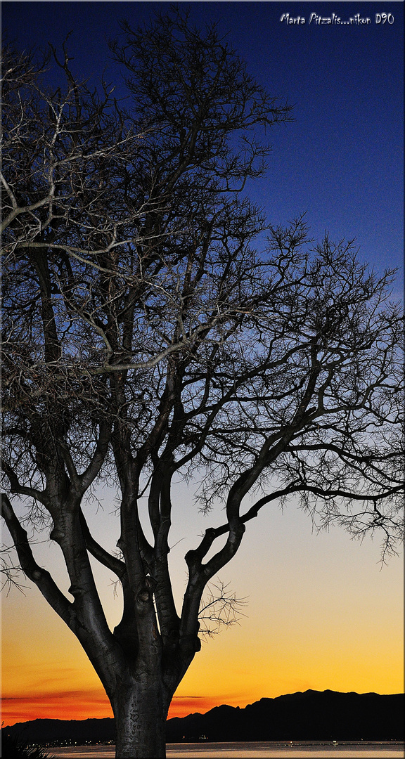 albero al tramonto