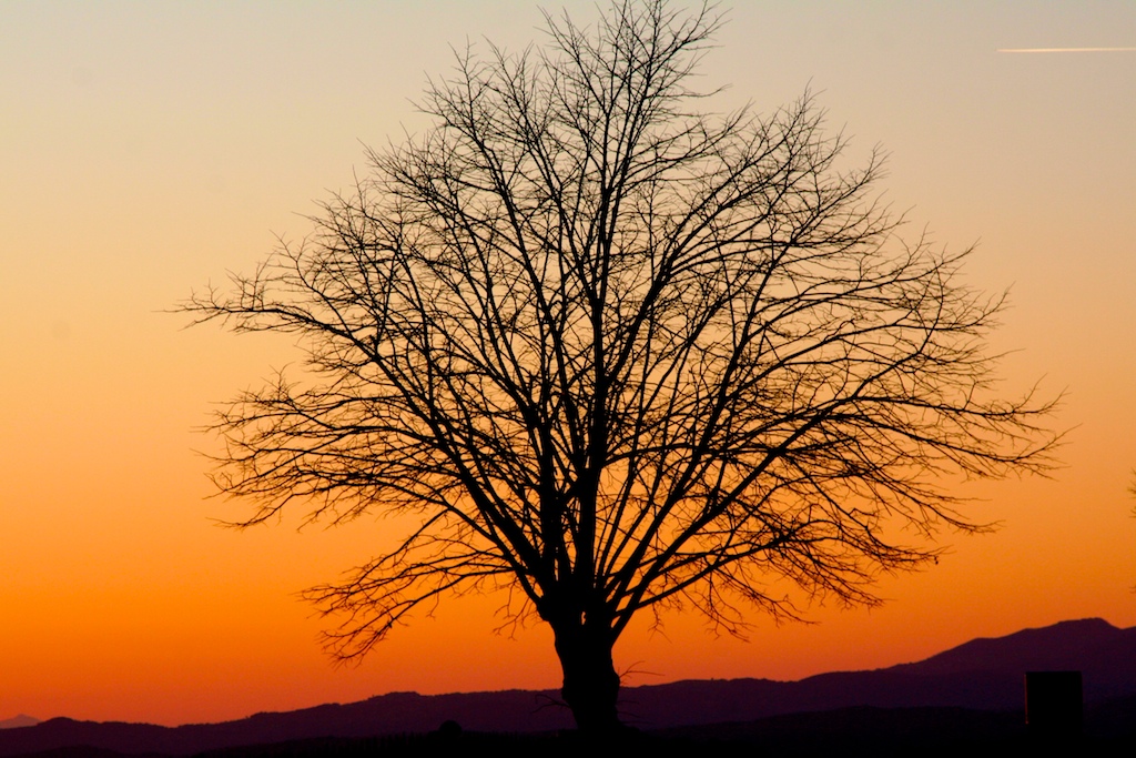 Albero al tramonto in Toscana