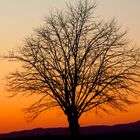 Albero al tramonto in Toscana