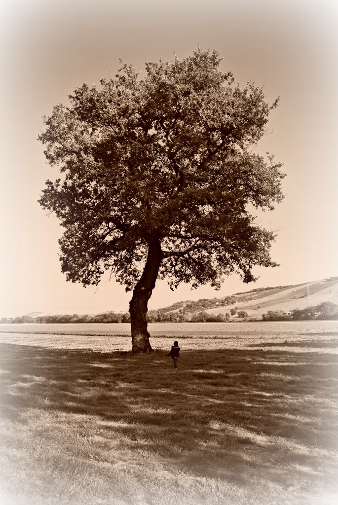 Albero, amico mio...