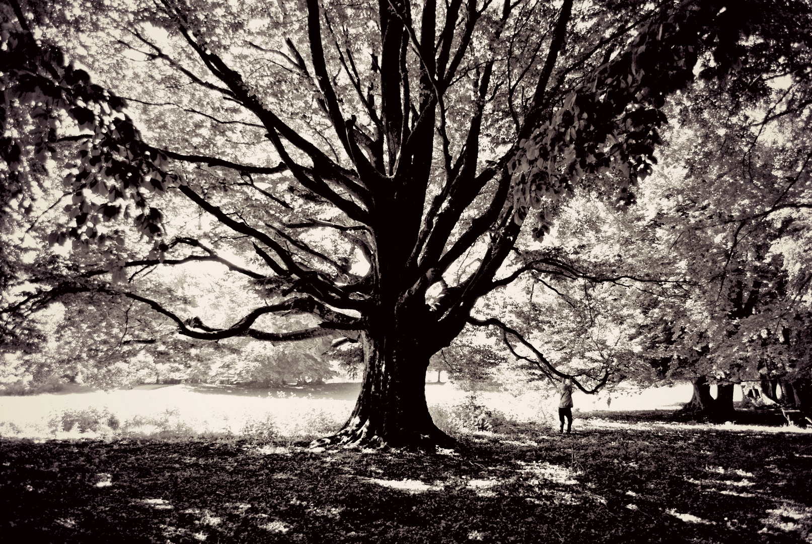 Albero, amico mio