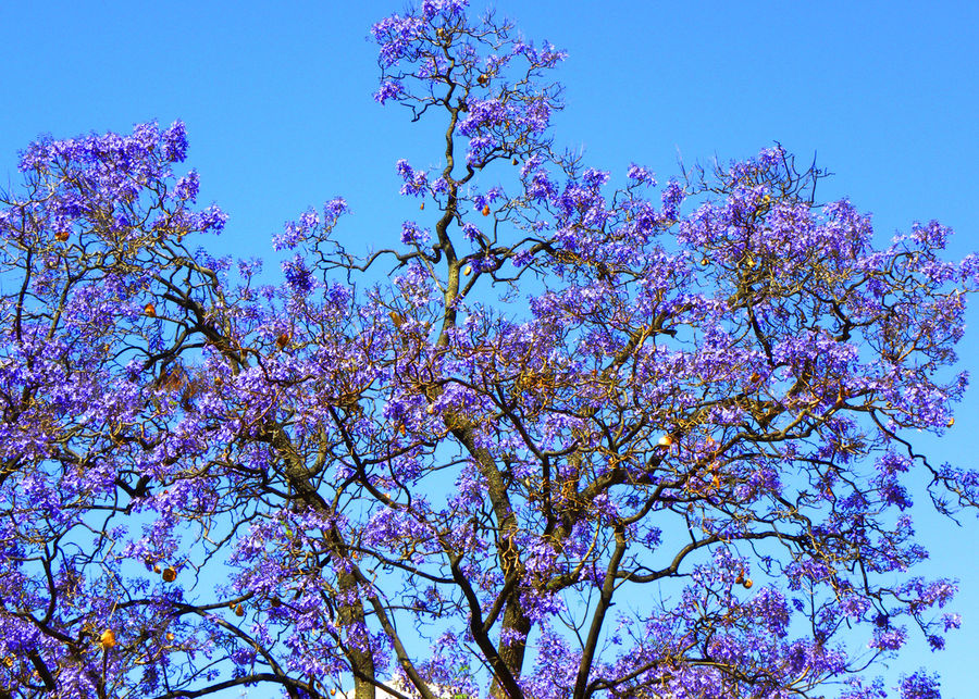 ALBERO ANDALUSO