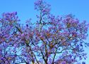 ALBERO ANDALUSO di Carla Paci 