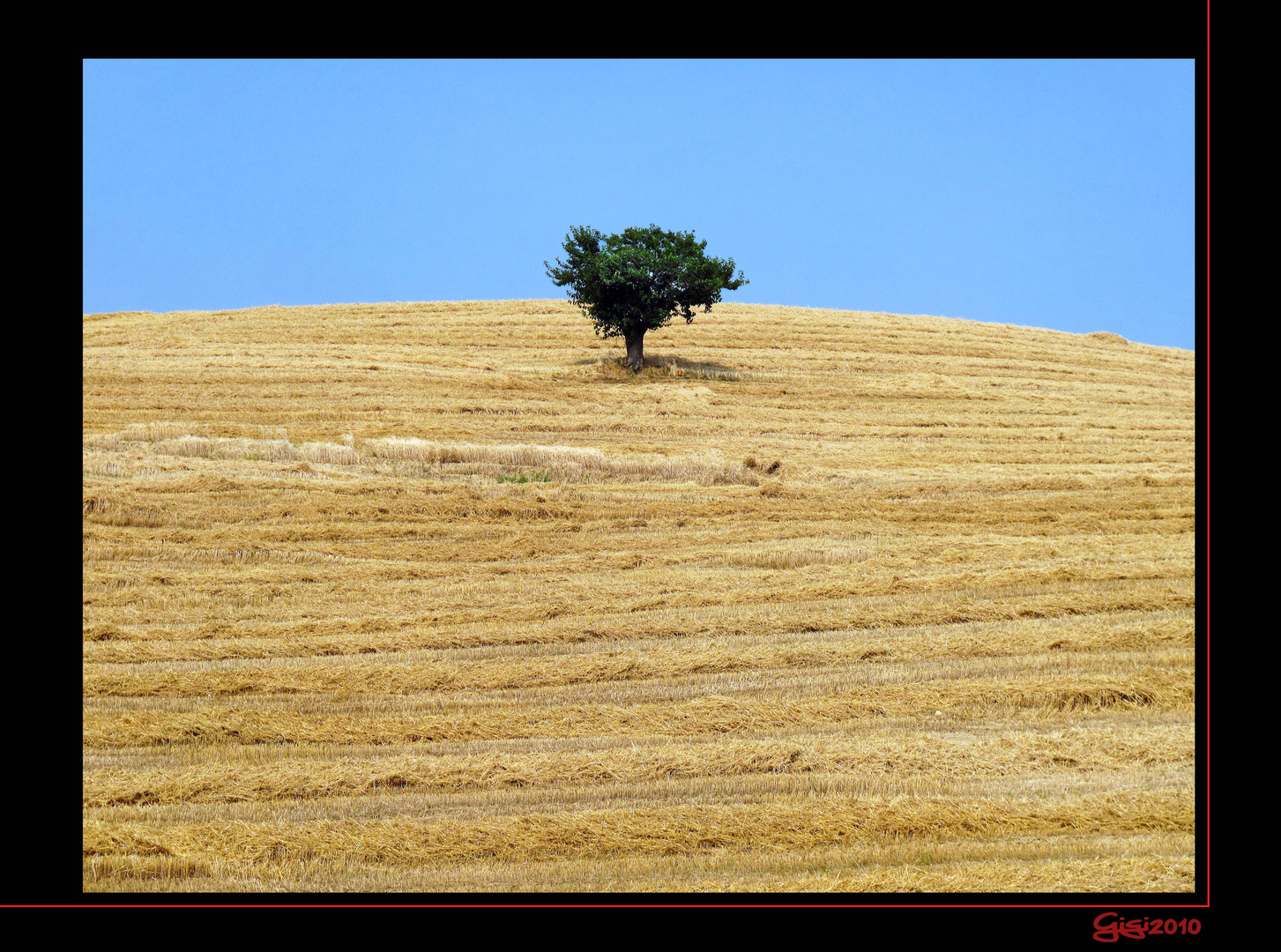 Albero