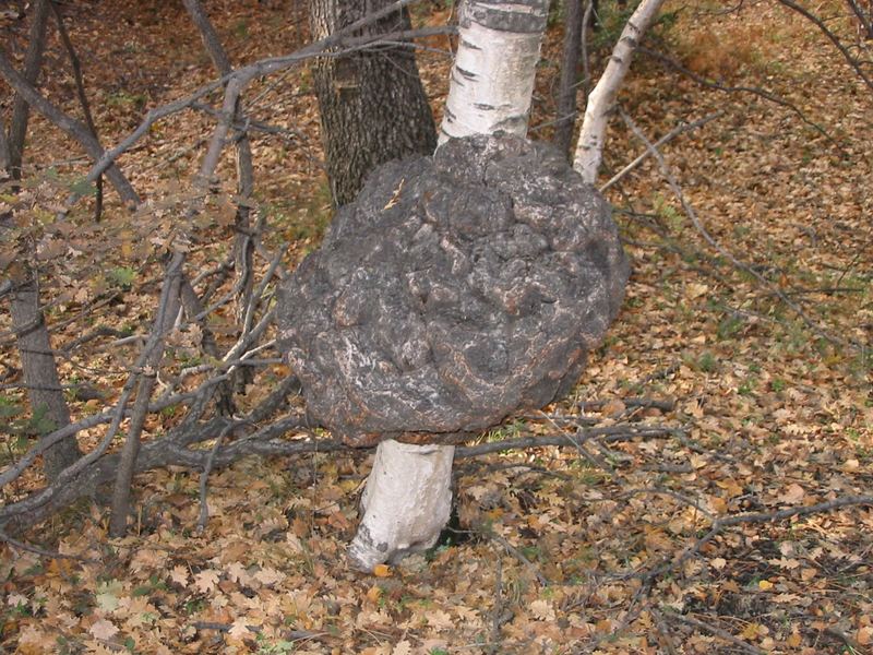 Albero con corteccia celebrale