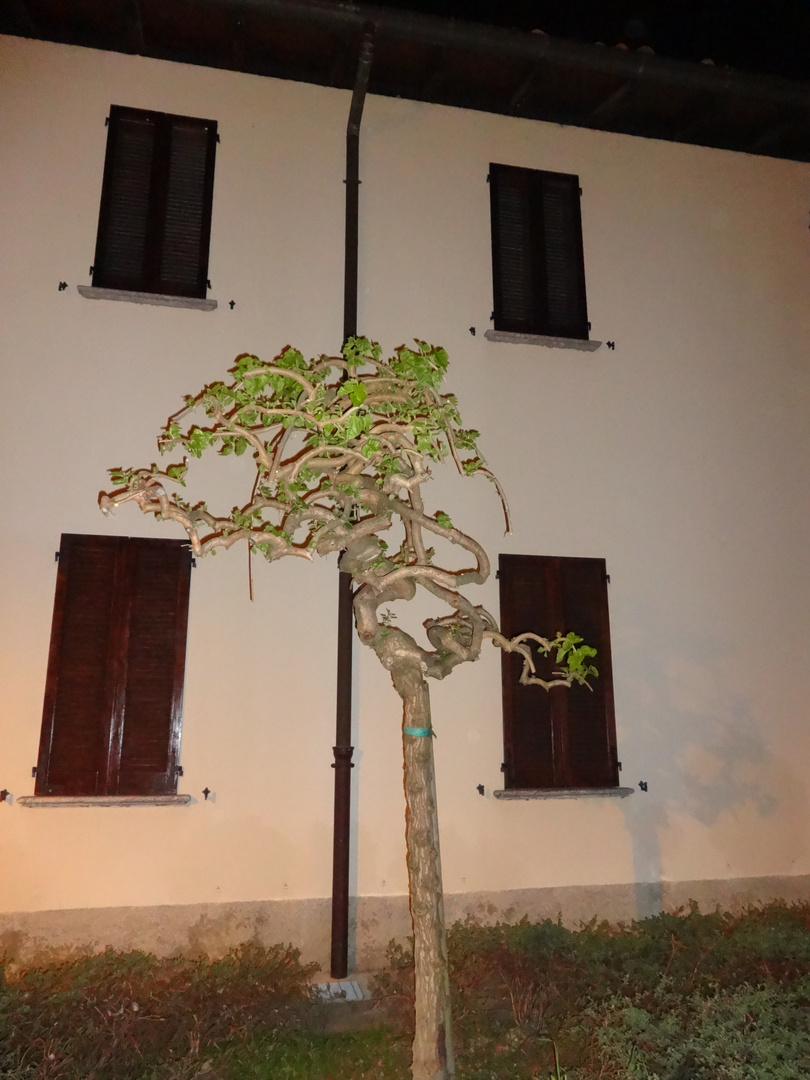 Albero contorsionista