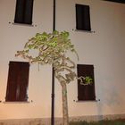 Albero contorsionista