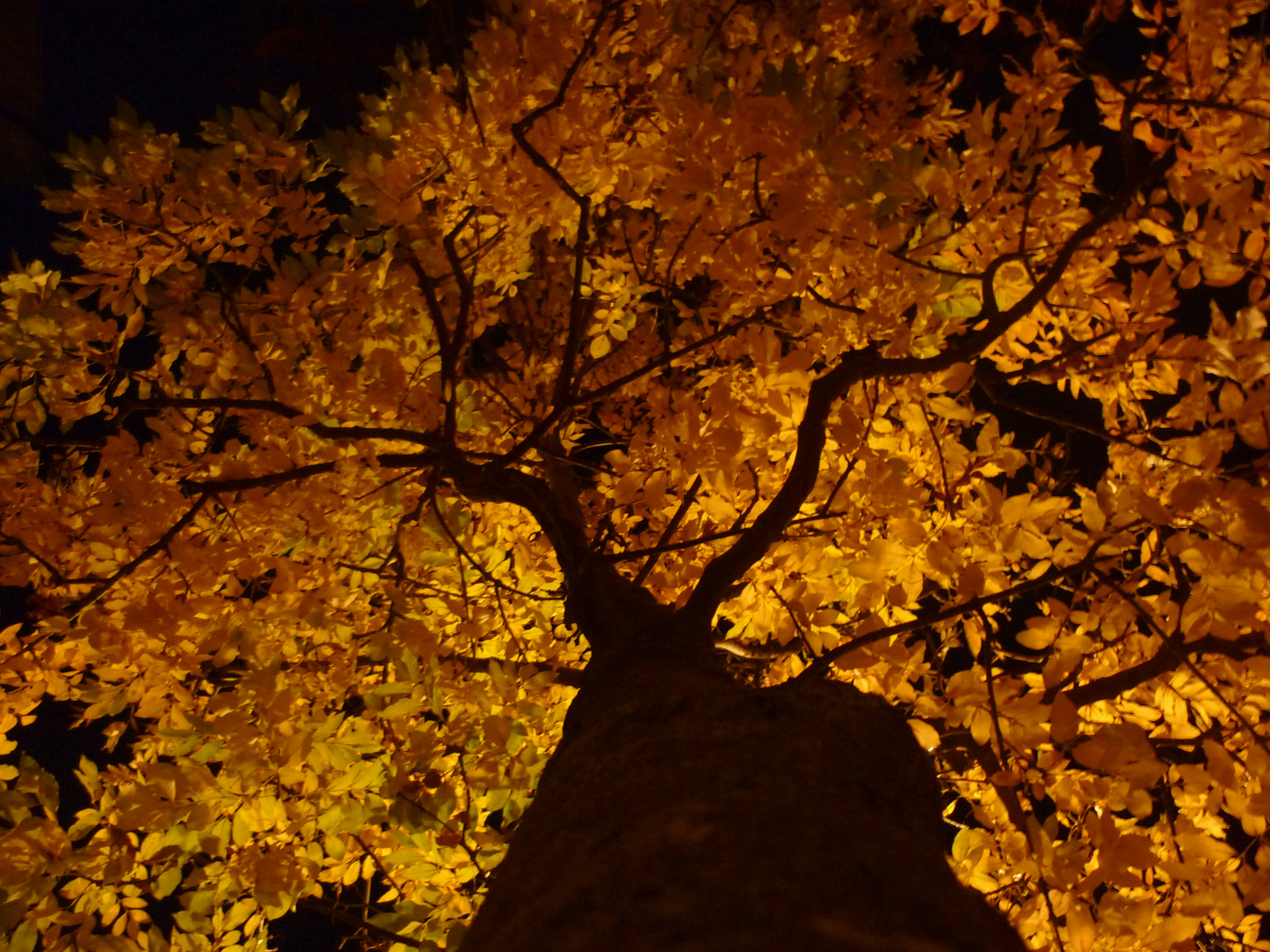 albero dalle foglie d.oro