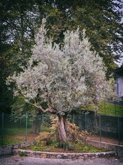 Albero della farmacia