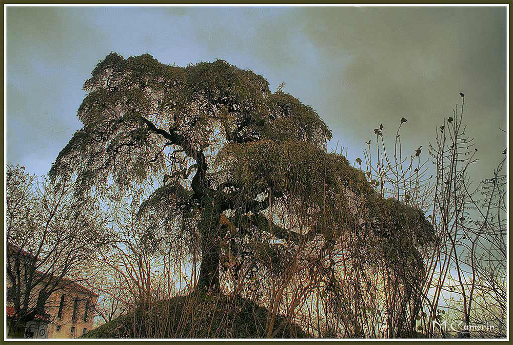 Albero delle streghe