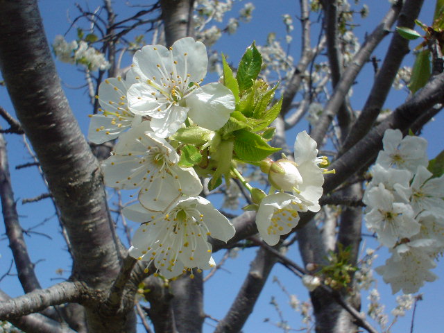 albero di ciliegio