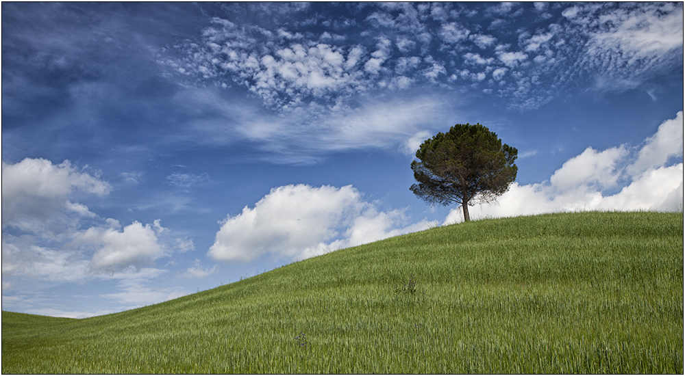 Albero di Crete