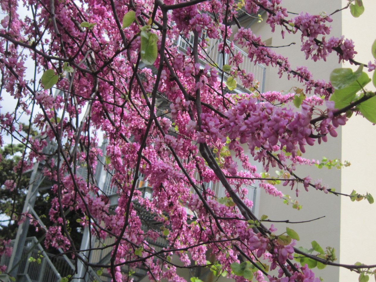 Albero di Giuda Foto Immagini piante, fiori e funghi, fiori, natura