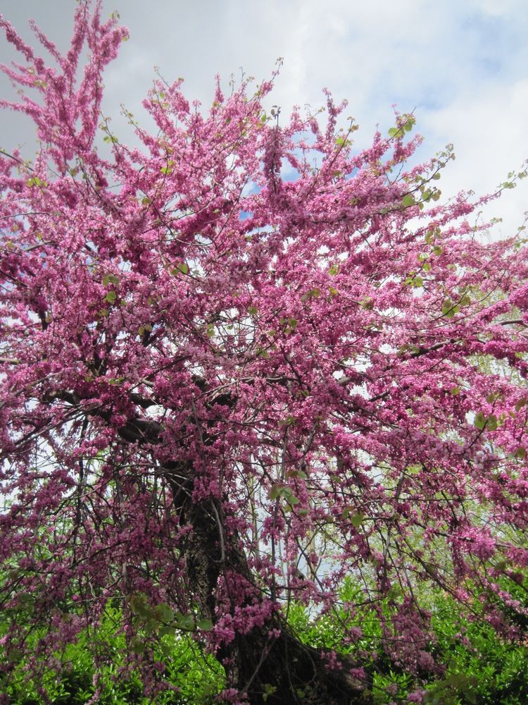 Albero di Giuda Foto Immagini piante, fiori e funghi, fiori, natura