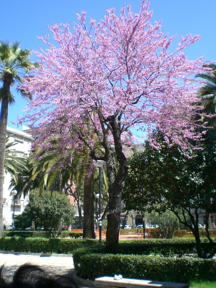 Albero di Giuda