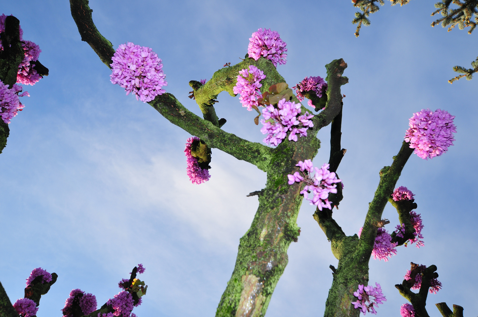 Albero di Giuda in Fiore