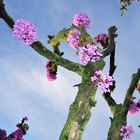 Albero di Giuda in Fiore