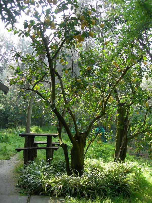 Albero di Limoni Aprile 2007