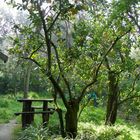 Albero di Limoni Aprile 2007