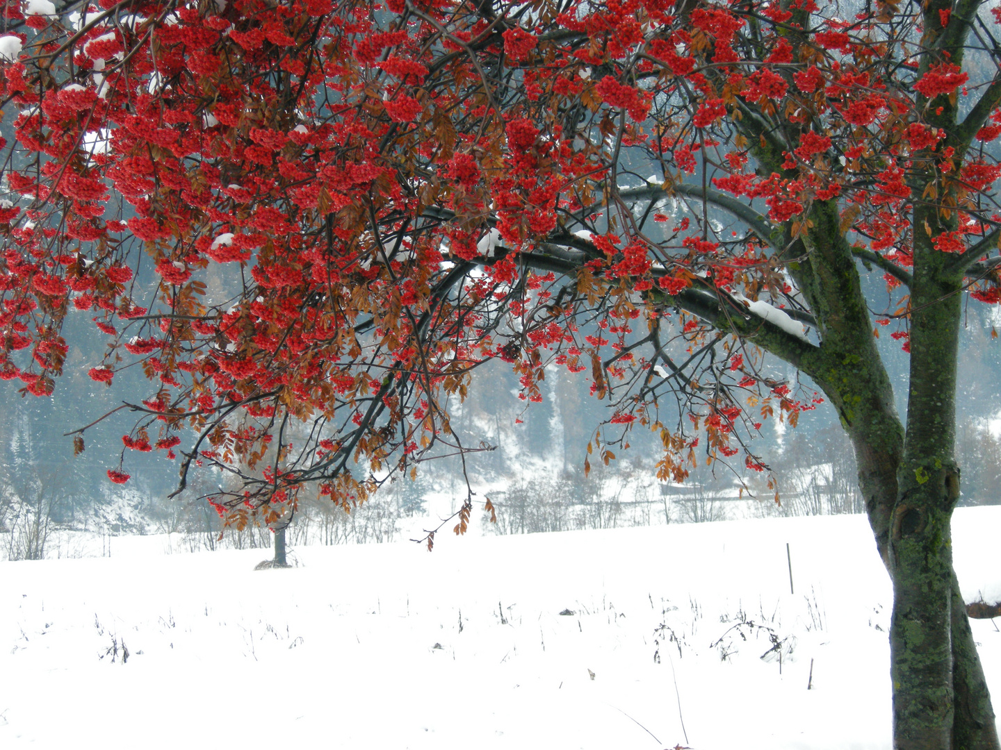 Albero Di Natale Foto Immagini Piante Fiori E Funghi Natura Foto Su Fotocommunity