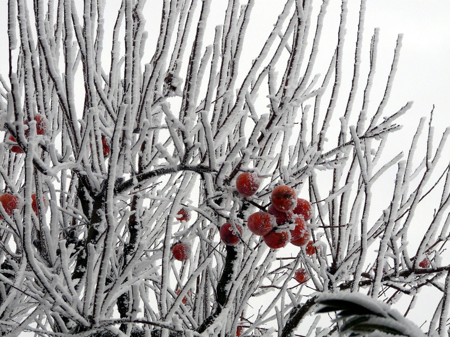 albero di Natale