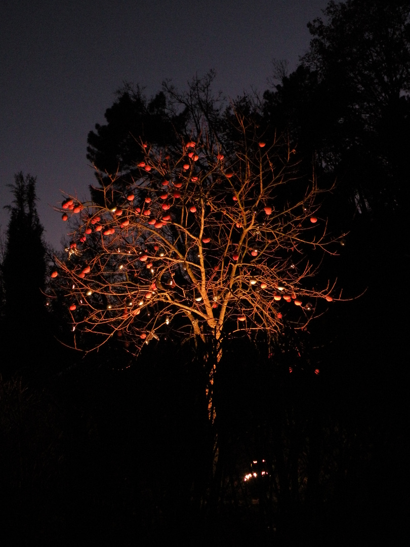 Albero di Natale notturno