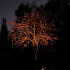 Albero di Natale notturno