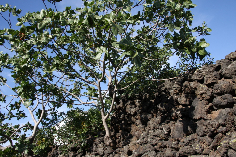 Albero di Pistacchio di Bronte